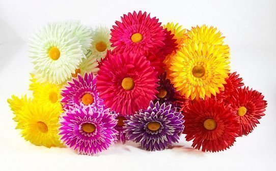 Астра "Фокус Великан" 7 цветков от магазина KALINA являющийся официальным дистрибьютором в России 