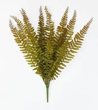 картинка Папоротник "Кучерявый" осенний 14 листов  от магазина KALINA