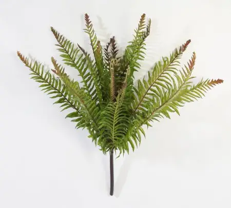 картинка Нефролепис мечевидный средний от магазина KALINA