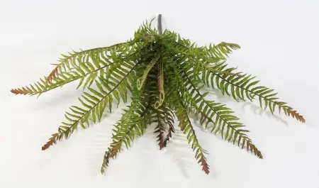 картинка Нефролепис мечевидный средний от магазина KALINA