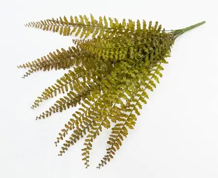 картинка Папоротник "Кучерявый" осенний 14 листов  от магазина KALINA