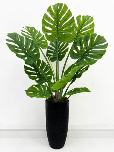 Монстера южно-американская 115 см БЕЗ КАШПО