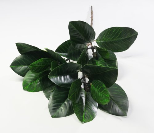 Ветка магнолии