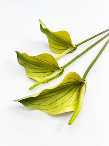 Антуриум желтый