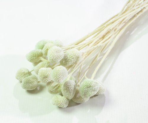 Краспедия 4