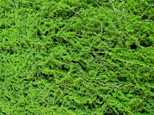 Газон Сфагнум мох