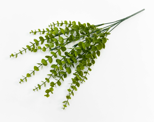 Эвкалипт Гунна