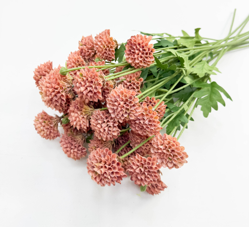 Георгин помпонный персиковый