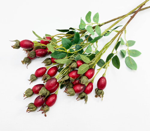 Шиповник "Воронцовский" красный