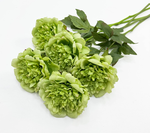 Пион "Облако нежности" зелёный