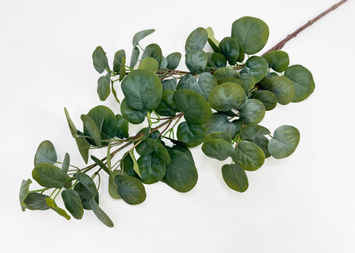 Эвкалипт ветка "Великан"