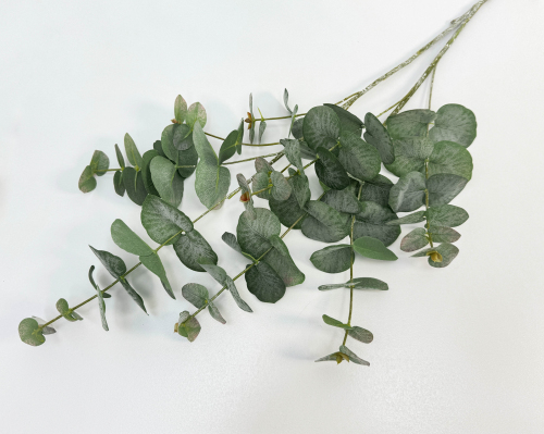 Эвкалипт "Винтаж"