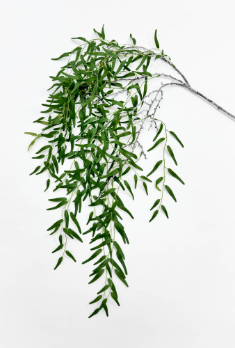 Ива узколистная