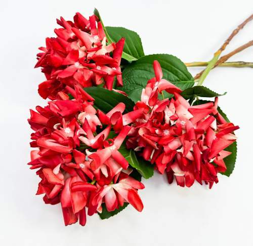 Гортензия "Кружевной шёлк" красная