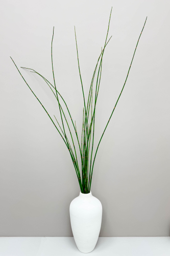 Хвощ зимующий