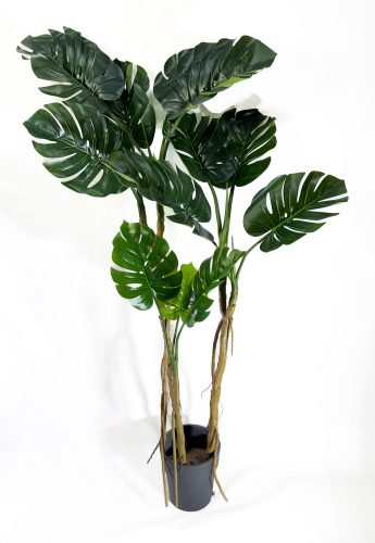 Куст монстеры крупнолистной 180 см БЕЗ КАШПО