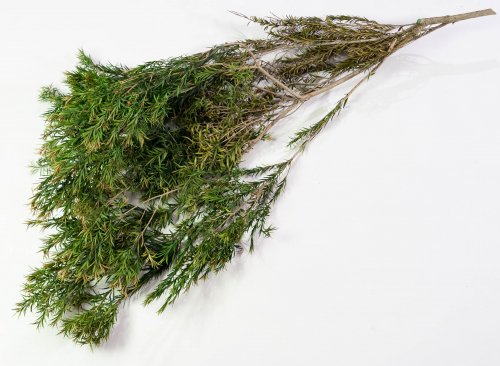 Чайное дерево 2