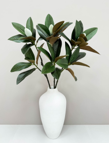 Ветка магнолии с цветовой почкой