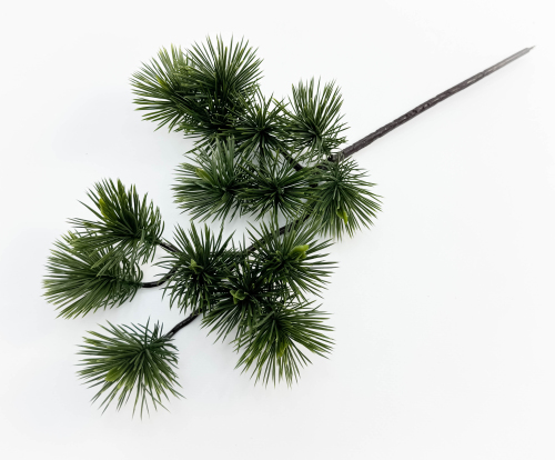 Сосна бонсай темный с крупной хвоей