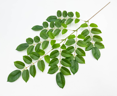 Ветка гуавы зеленая