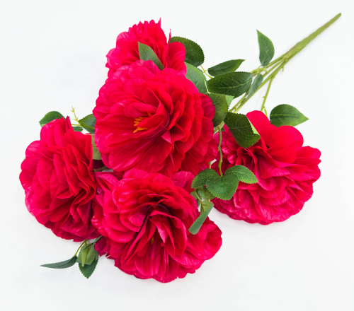 георгин "Апатит" 5 цветков