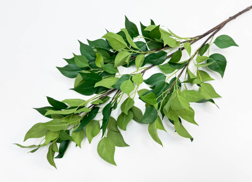 Фикус ветка большая 