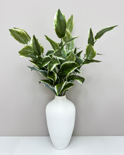 Аглаонема комнатная высокая 