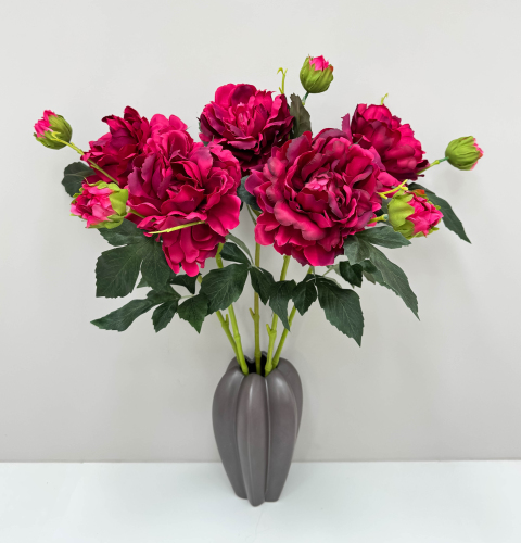 Пион "Герцогиня"