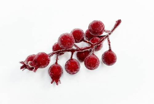 Насадка шиповника с красными ягодами в инее