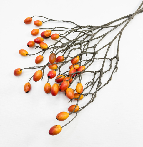 Ветка оливы с оранжевыми плодами