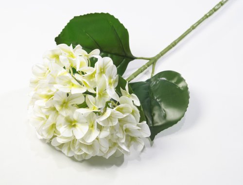 Гортензия молочная