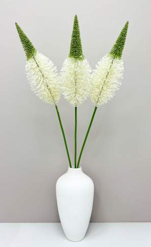 Эремурус "Белый пушистик"