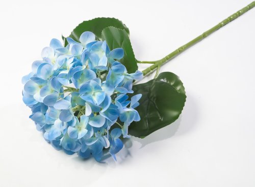 Гортензия голубая