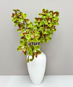 Орхидея Дендробиум Ванда зеленая