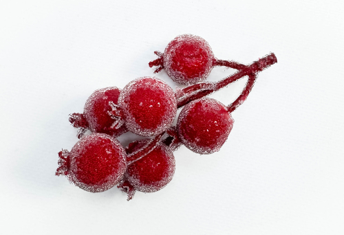 Насадка шиповника с красными крупными ягодами в инее