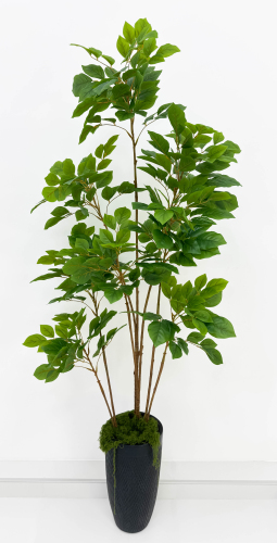 Лимонник 8 крон 185 см БЕЗ КАШПО!!!