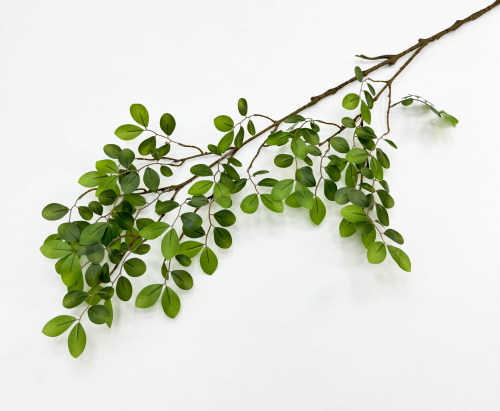 Зизифус экзотический на высокой ноге