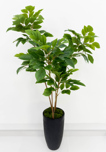 Лимонник 6 крон 155 см БЕЗ КАШПО!!!