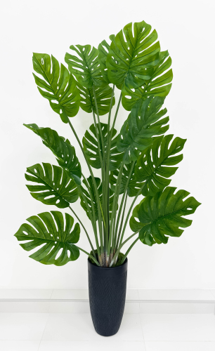 Монстера южно-амкериканская 160 см БЕЗ КАШПО