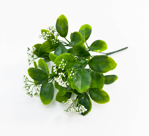 Питтоспорум с белыми соцветиями