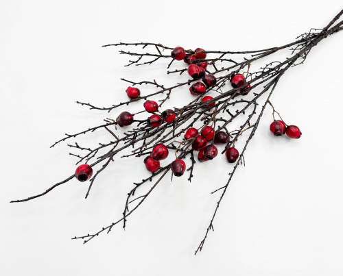 Ветка с алыми плодами эвкалипта