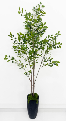 Куст фикуса "Бенджамина" 200 см БЕЗ КШПО