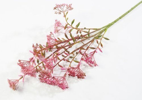 Ветка Велерианы розовая