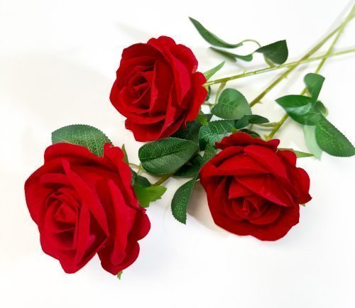 Роза  бархат "Лапуля"