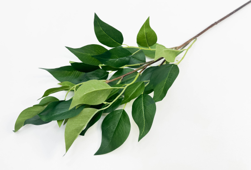 Ветка фикуса "Эко-грин"