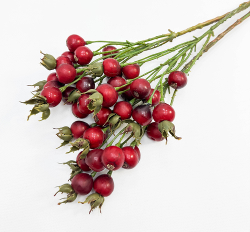 Шиповник "Глобус" красный