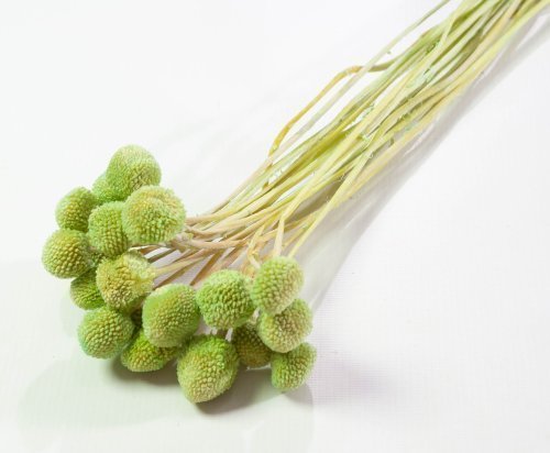 Краспедия 6