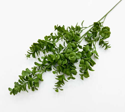 Пеперомия высокая