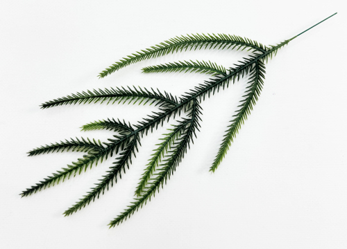 Лапка ели Тсуга