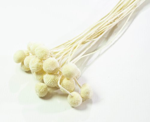 Краспедия 3